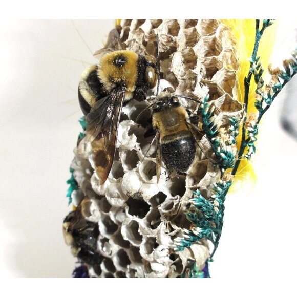 Wasp Nest & Carpenter Bee Oddity Jar curiosity dome hive insect taxidermy goth - Picture 9 of 16